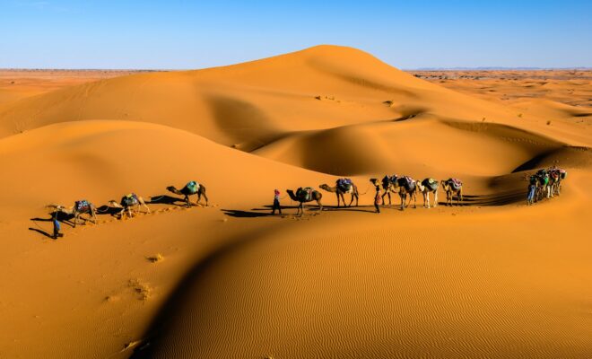 camels on desert under blue sky