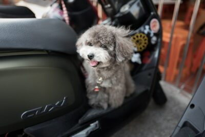 puppy sitting on motorcycle